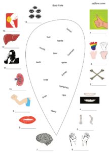 Body parts 1 vocabulary exercise worksheet image 