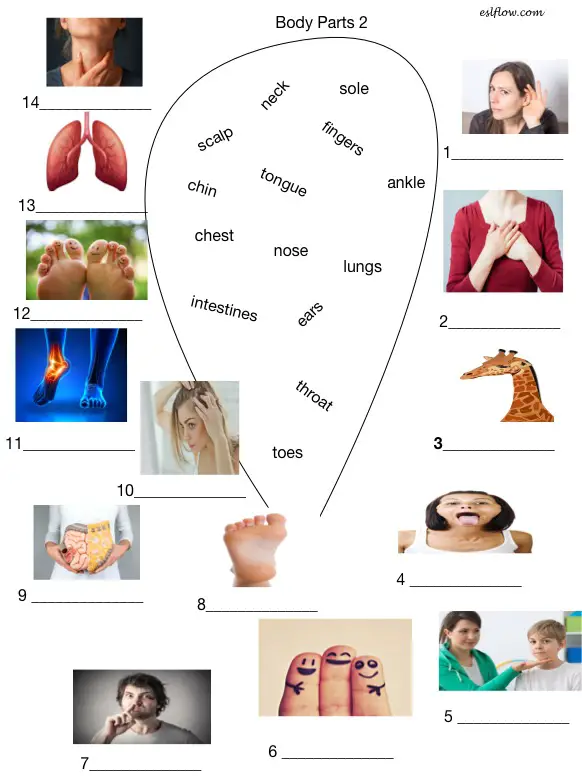 3 body parts vocabulary worksheets for english language